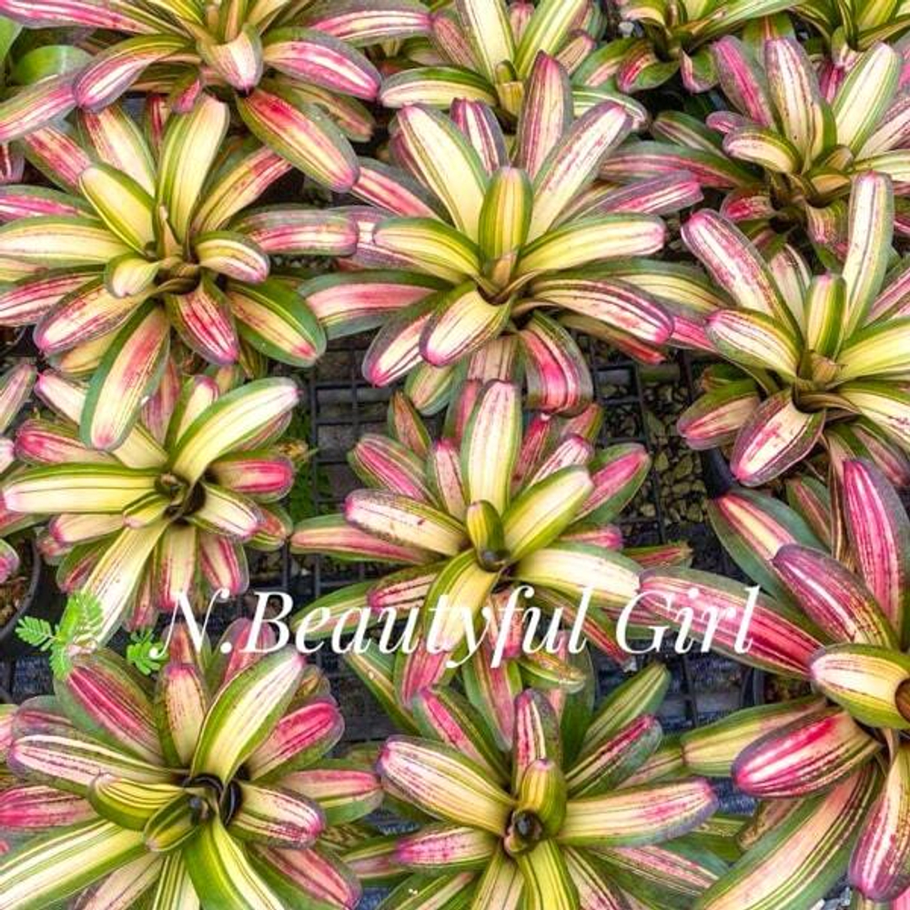 Неорегелия BEAUTIFUL GIRL (T93)
