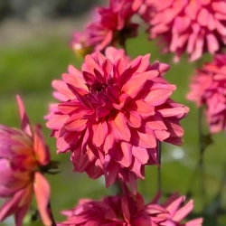 Георгин Negroni Sunset (корень) Закупка М55 апрель 2026