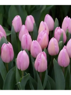 Тюльпаны пионовидные ,луковицы BARSELONA BAEUTY (4 штуки)