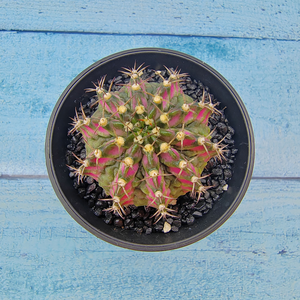 Gymnocalycium T-Rex Pink hybride (Гимнокалициум T-rex)