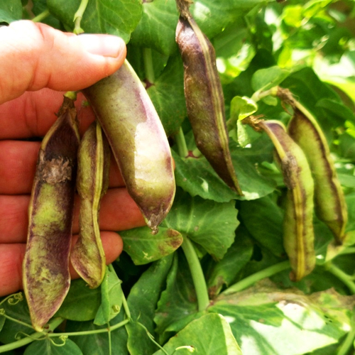 Снежный Пурпурный Императорский Горох - Snow Purple Imperial Peas