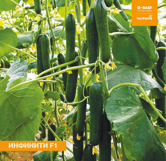 ИНФИНИТИ F1 семена огурца Nunhems купить – фото 1