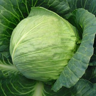 Капуста белокочанная Тиара F1 2500 (семян)