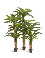 Банановое дерево в-280 см (31 лист и 3 ствола) (Sensitive Botanic) 1/1 10.0157210N