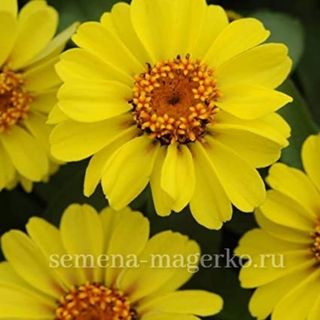 Цинния гибридная  Профьюжн Еллоу  100 семян
