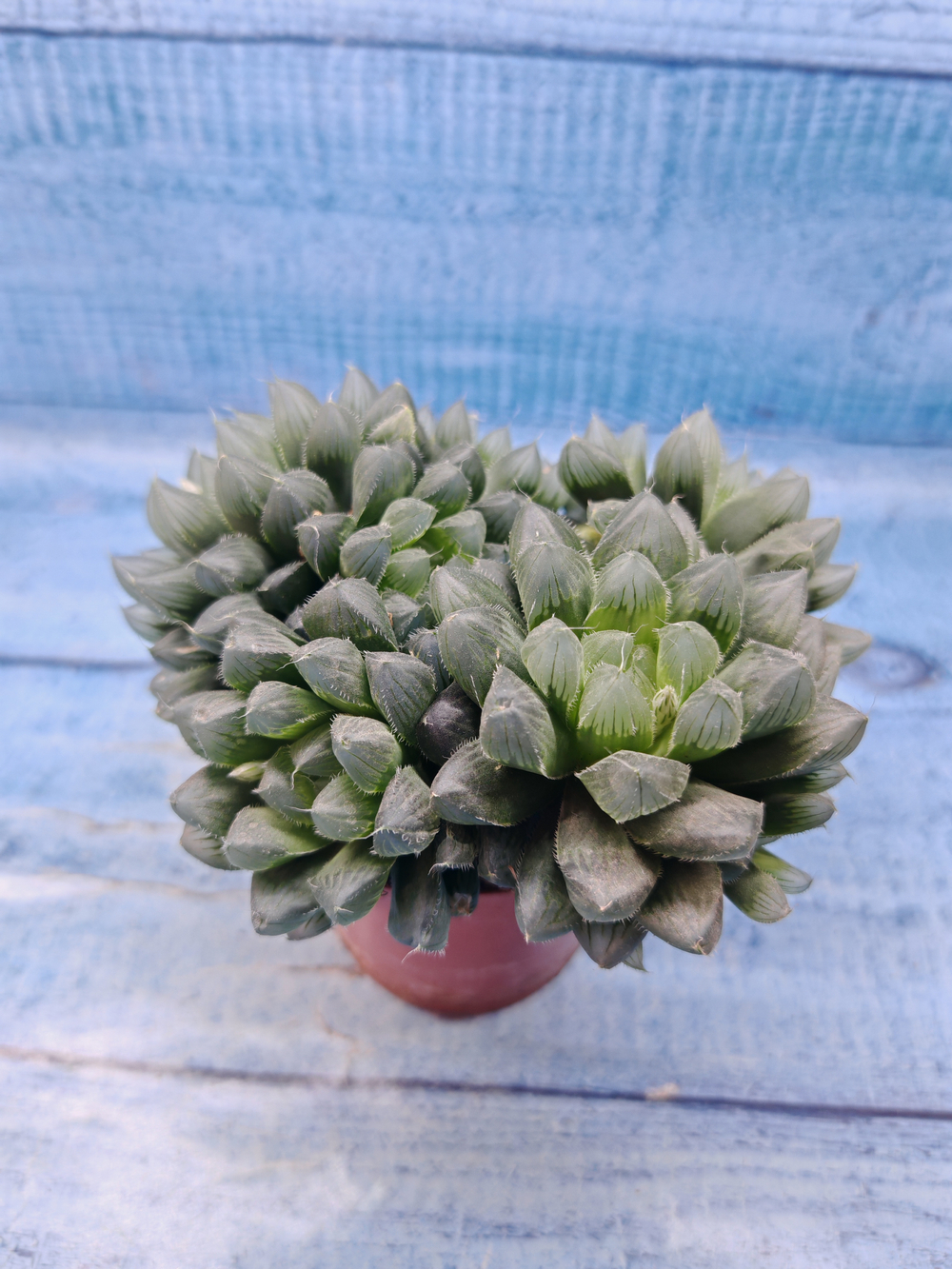 Haworthia Cooperi Pilifera (Хавортия)