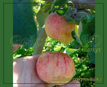 Яблоня Шафран северный