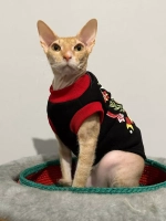 Одежда для кошек сфинкс и собак мелких пород