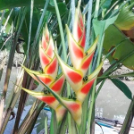 Геликония STRICTA DWARF WAG (Н119)