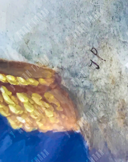 Н/х. Портрет Наполеона Бонапарта. Миниатюра на слоновой кости. Франция, сер. XIX в.