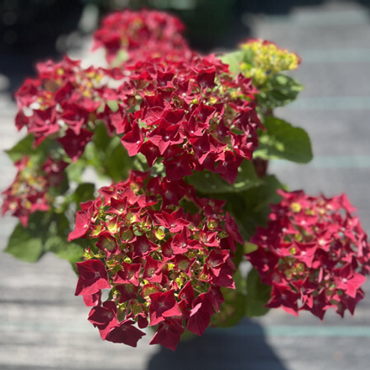 Гортензия крупнолистная музыкальная коллекция Ред Регги С2 Закупка М31 апрель 2026