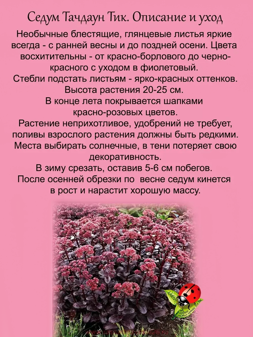 Седум Тачдаун Тик красно-черный очиток многолетний