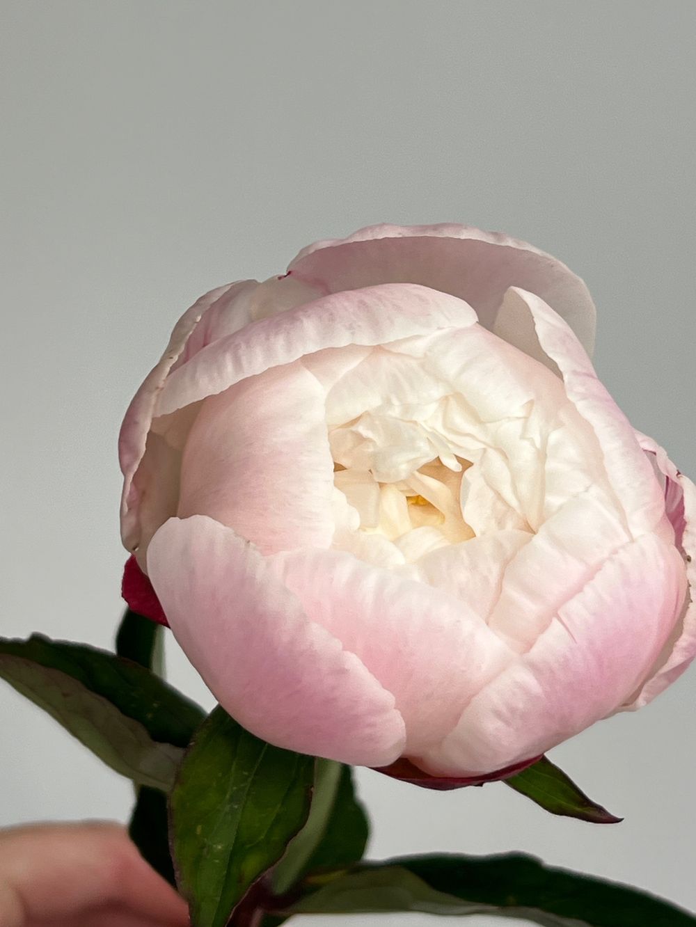 Пион в бело-розовом оттенке