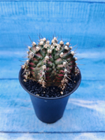 Gymnocalycium T-Rex Pink hybride (Гимнокалициум T-rex)