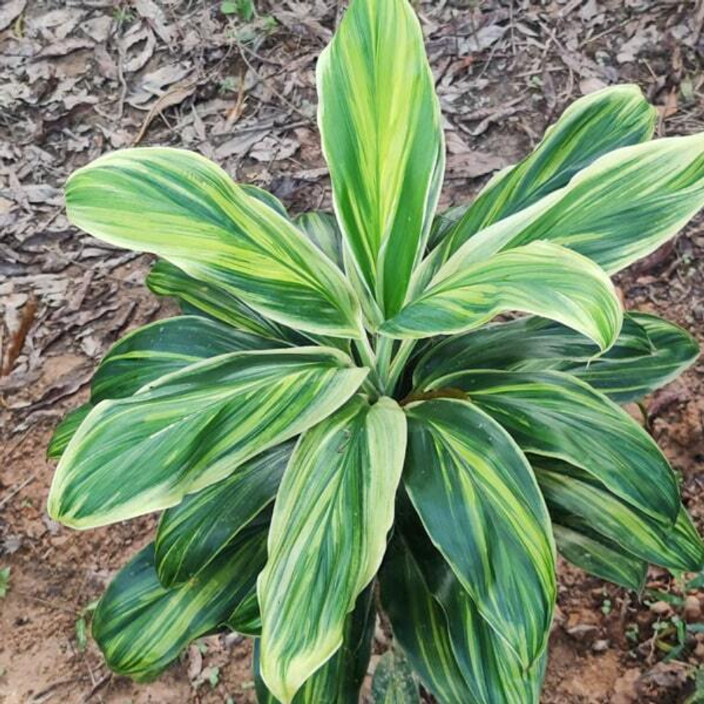 Кордилина TROPIC FROST