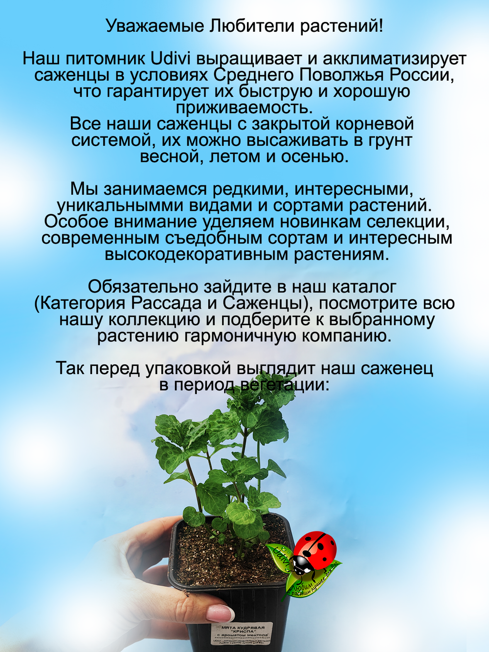 Мята Криспа кудрявая кучерявая