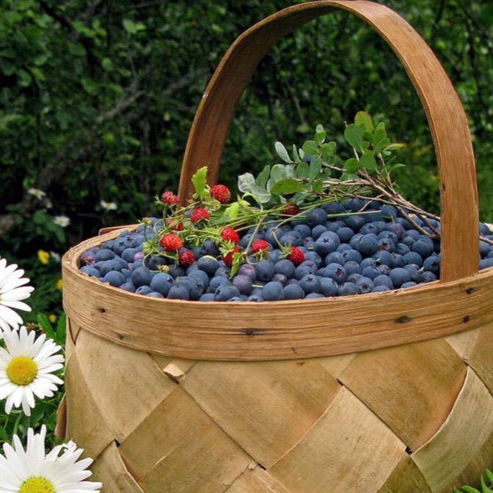 ЧЕРНИКА ЗАМОРОЖЕНАЯ