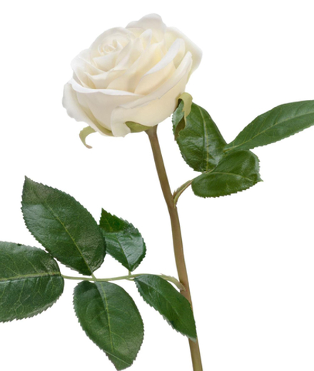 Роза Флорибунда Мидл белая, в-34 см