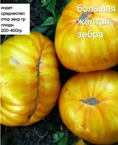 БОЛЬШАЯ ЖЕЛТАЯ ЗЕБРА