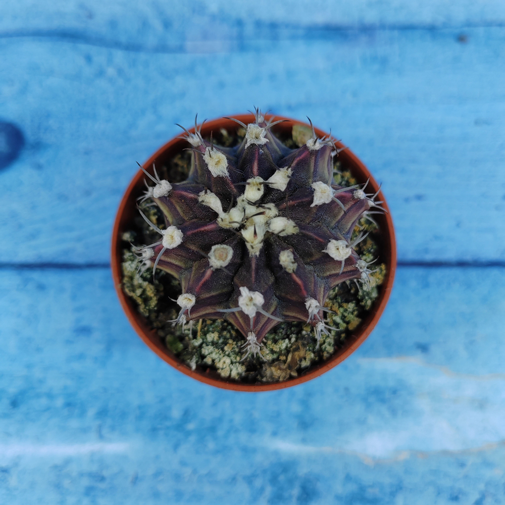 Gymnocalycium Friedrichii (Гимнокалициум)