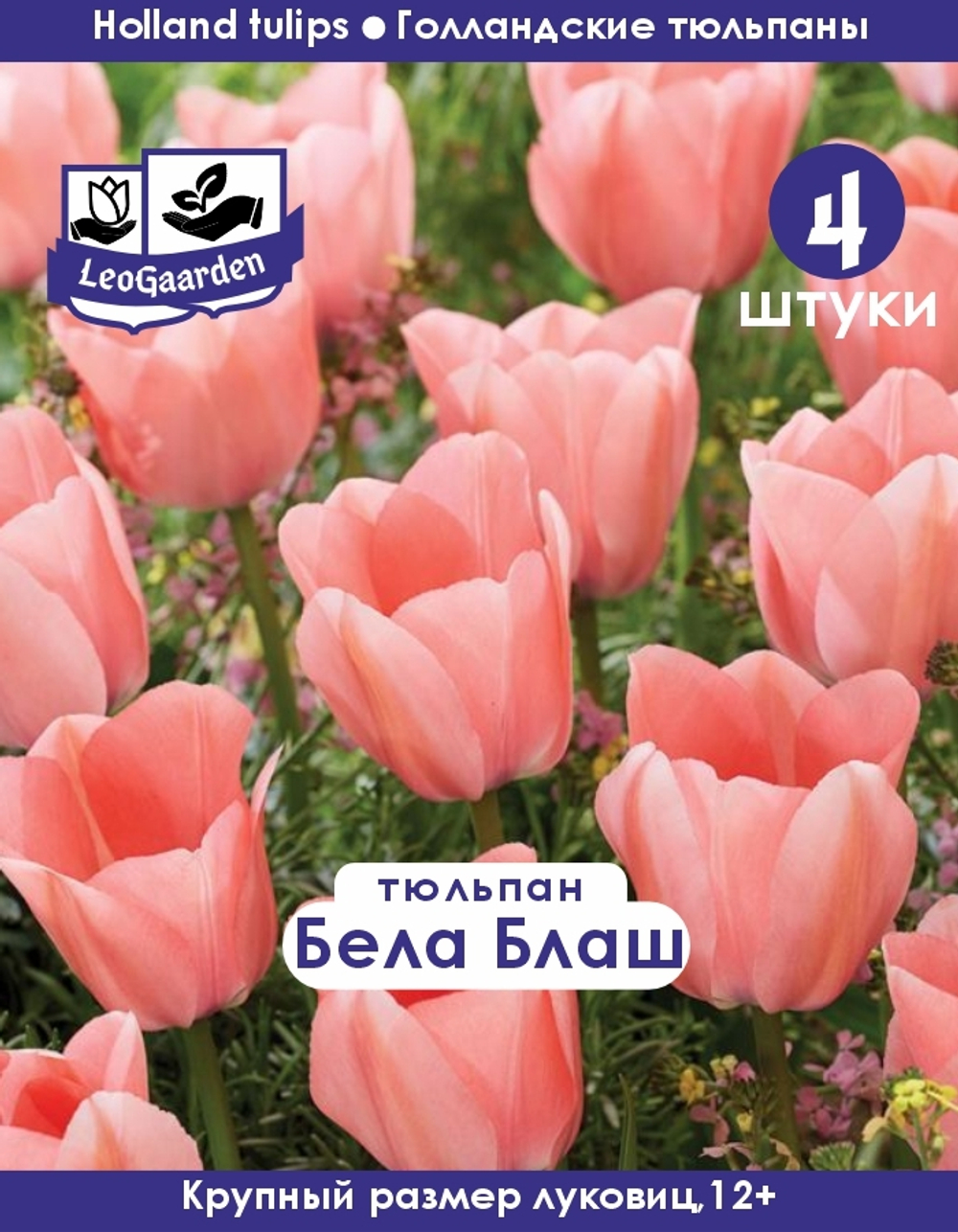 Тюльпан Луковица цветов, Бела Блаш, 4 шт, разбор 11/12