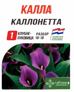 Калла Клубнелуковица, Каллонетта, 1шт. Разбор 16/18