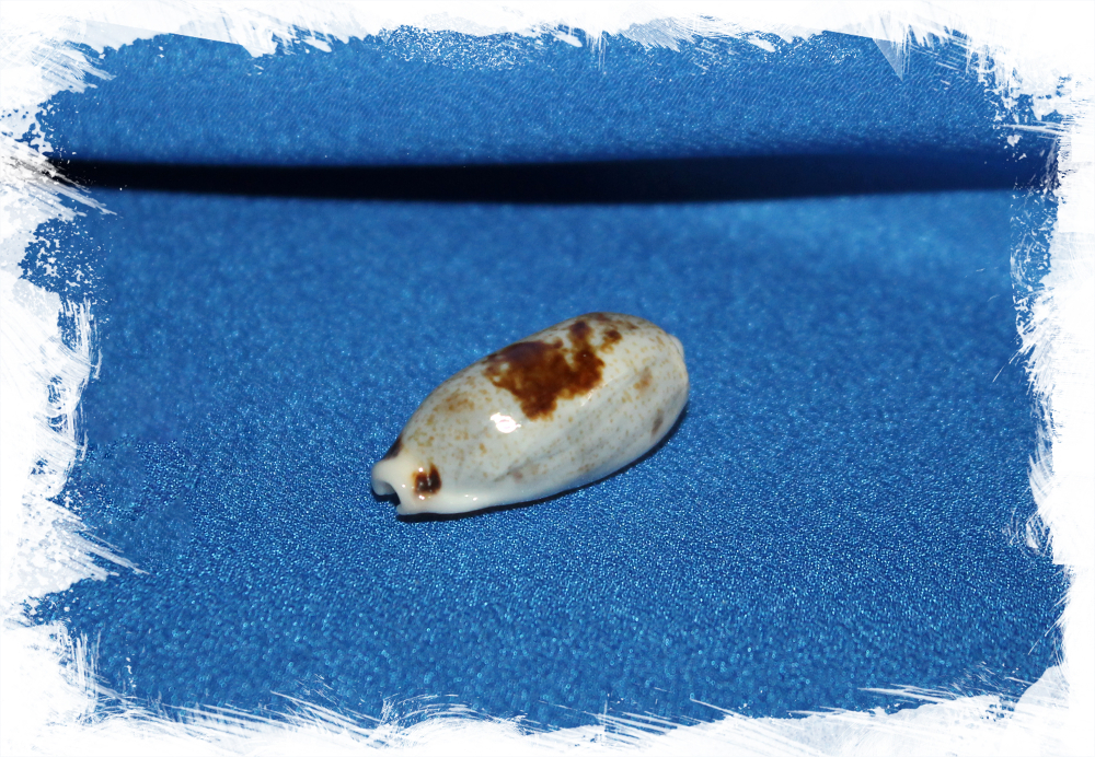 Ципрея цилиндрика, Erronea cylindrica