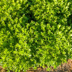 Аскари семена эндвия (Enza Zaden / Энза Заден)