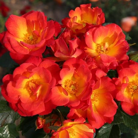 Саммер оф Лав (Summer of Love)