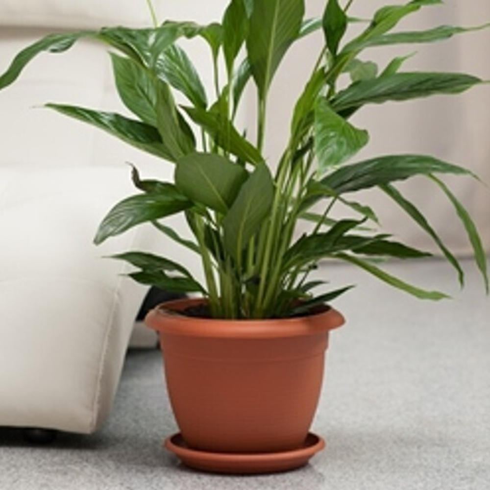 ГОРШОК Терра + поддон 2,3 л., Терракотовый (пластиковый)