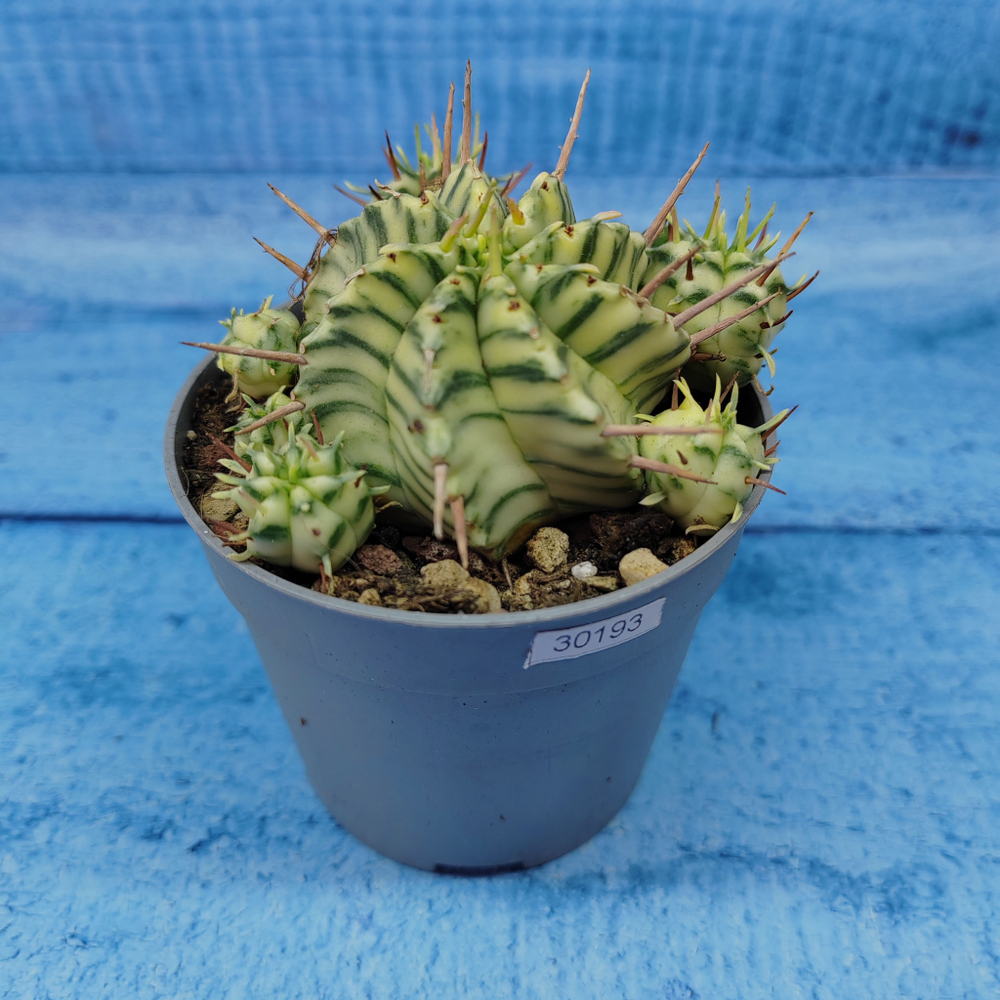 Euphorbia meloformis f. Variegated (Эуфорбия вариегатная)