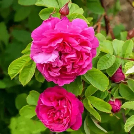 Роза канадская Рут С4 Закупка М43 июнь 2026