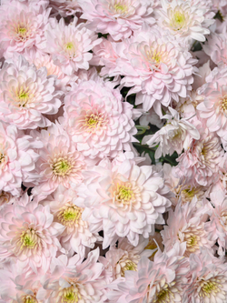 Моно букет из 25 цветных хризантем