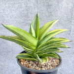 Сансевиерия ANDAMAN VAR s.L