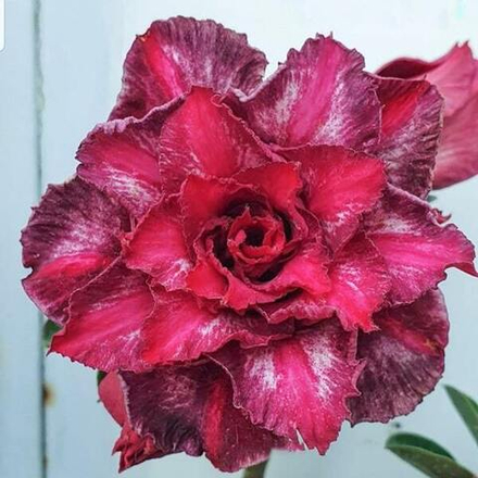 Адениум обесум 324 X180