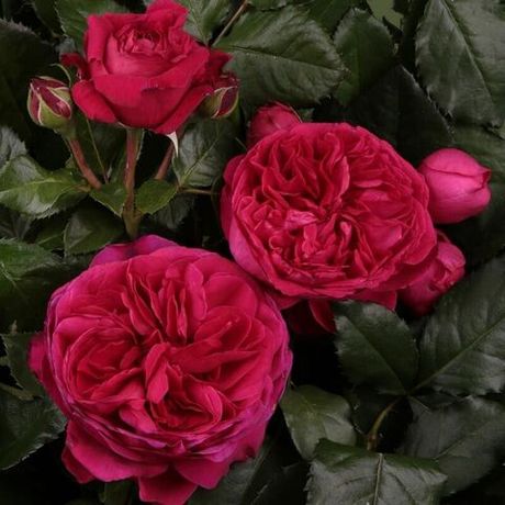 Мариетта (Marietta)