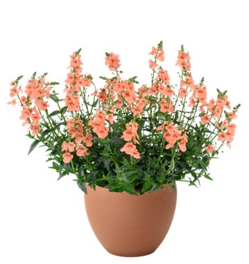 1829 Диасция TRINITY Salmon (Весна 2026)