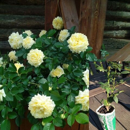 Роза Надя Мейяндекор почвопокровная, саженец с ЗКС.