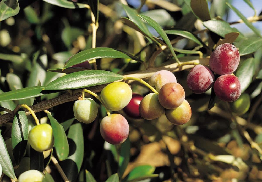 Оливковое масло Senorio de Jaime Rossell SUMMUM Extra Virgin 500ml Испания