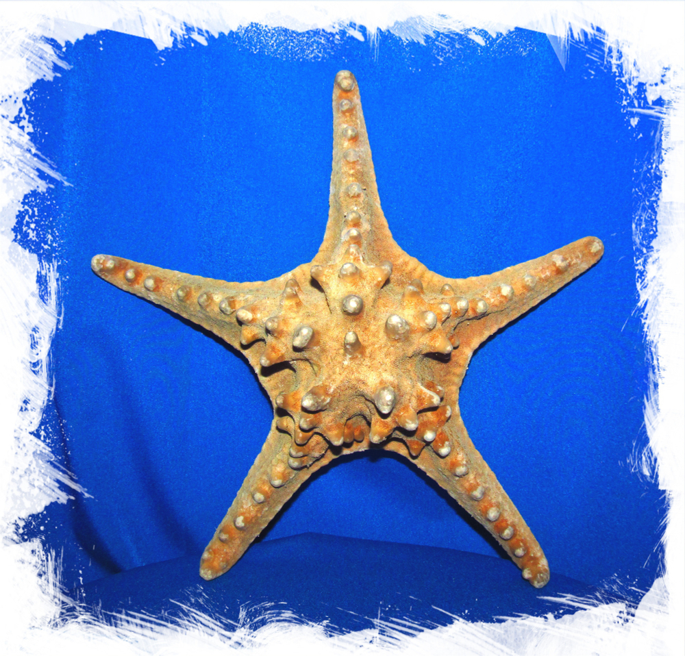 Морская Звезда 20 - 23 см