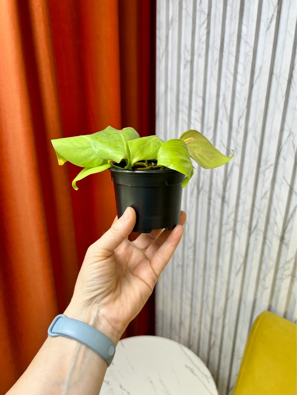 Филодендрон Сканденс Лайм, D9см Н15см, 1шт, Urban Jungle