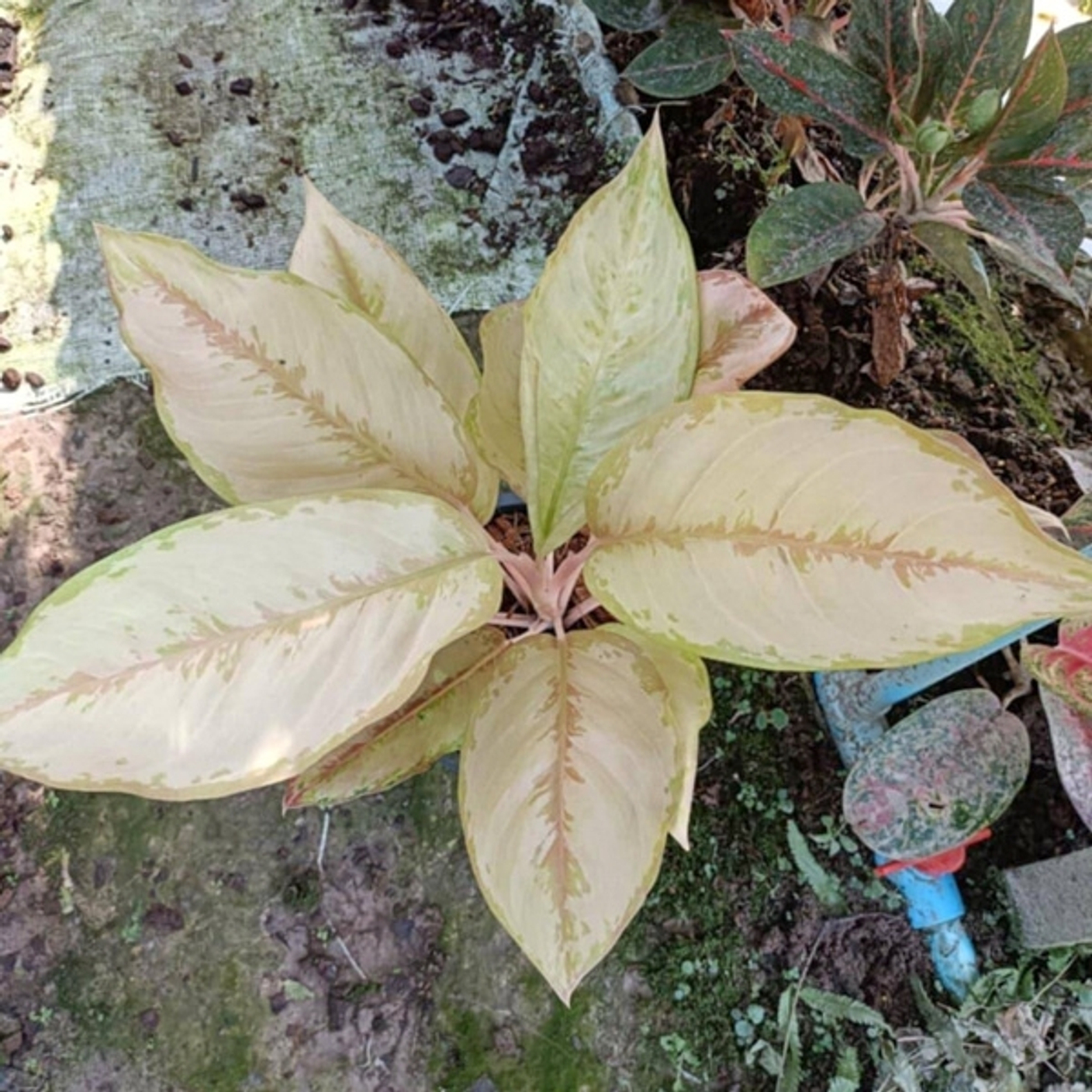 Аглаонемы. Похожи или нет?