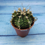 Gymnocalycium Friedrichii (Гимнокалициум)