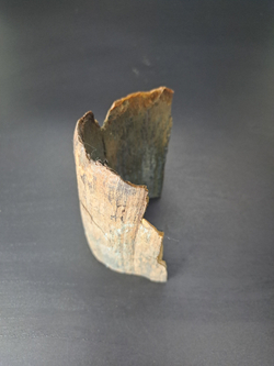 Бивень мамонта для коллекции и поделок