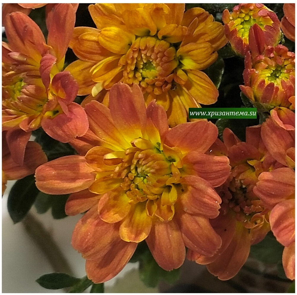 Хризантема мультифлора Sunbeam dito Honey 🌹 м. 131 (нет в наличии)