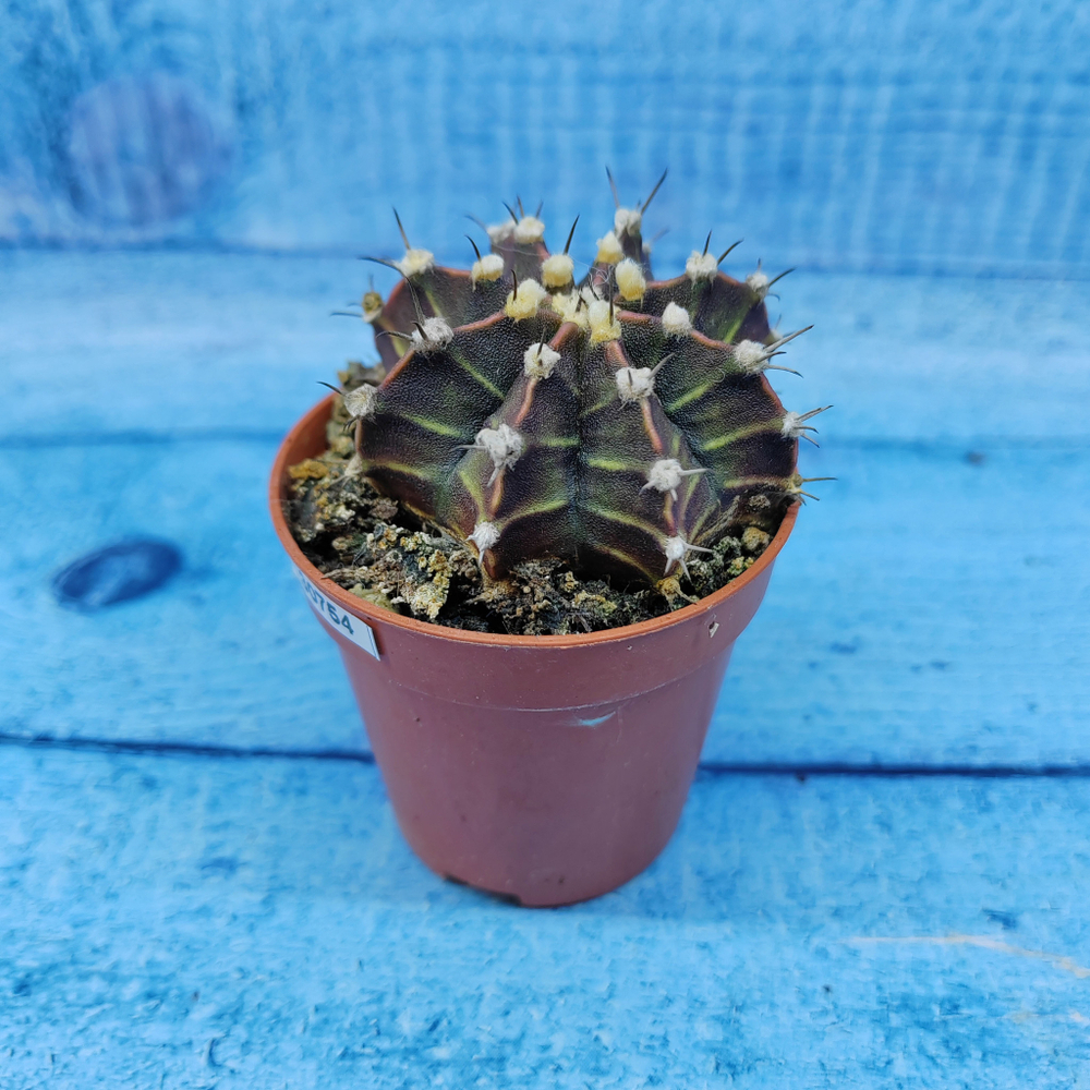 Gymnocalycium Friedrichii (Гимнокалициум)