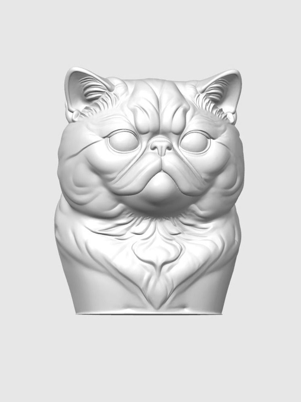 Экзотическая короткошерстная кошка