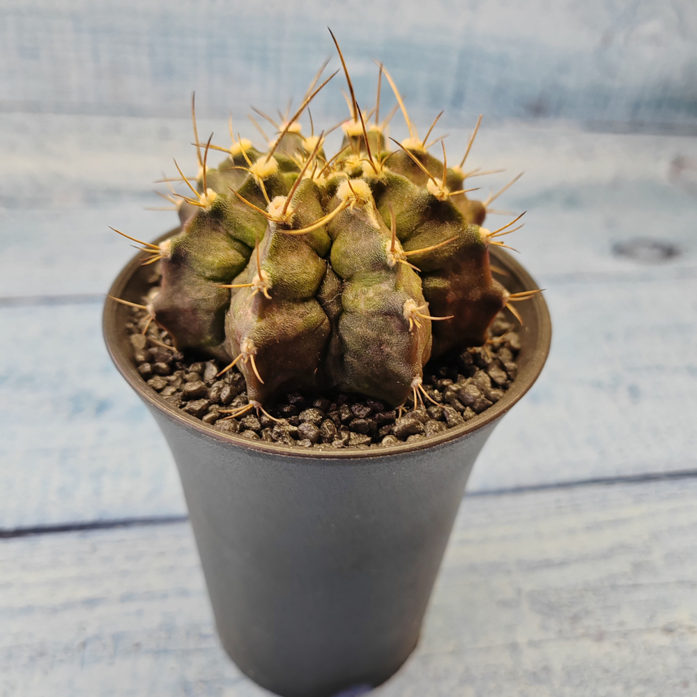 Gymnocalycium T-Rex hybride (Гимнокалициум T-rex)