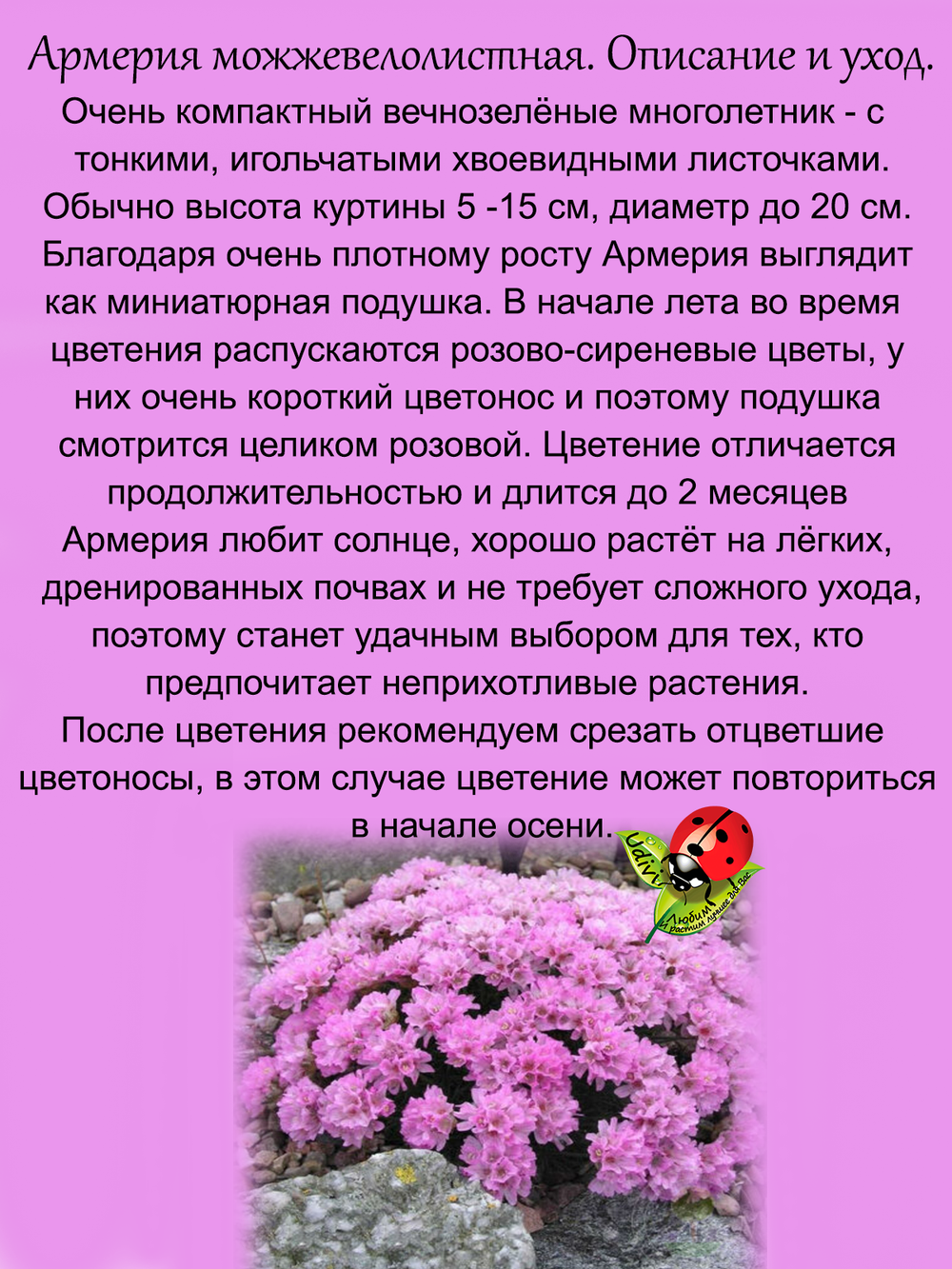 Армерия Можжевелолистная вечнозеленая