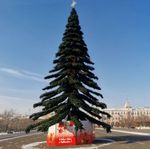 ель ствольная "Таежная"уличная